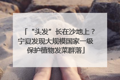 “头发”长在沙地上？宁夏发现大规模国家一级保护植物发菜群落